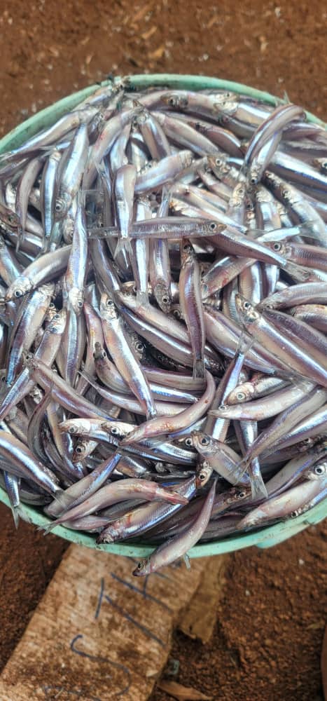 Fish (SAMAKI) — The Great Smart African Market