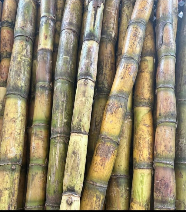 Muwa (sugar cane)